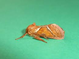 Attēlu rezultāti vaicājumam “Hepialus sylvina”