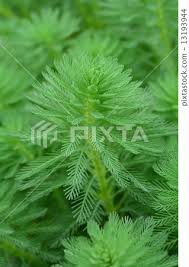 「粉綠狐尾藻」的圖片搜尋結果