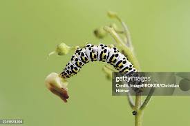 Attēlu rezultāti vaicājumam “Shargacucullia scrophulariae”