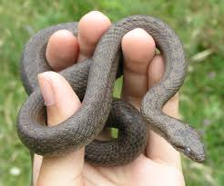 Attēlu rezultāti vaicājumam “Coronella austriaca adult”