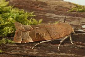 Attēlu rezultāti vaicājumam “Noctua fimbriata imago”