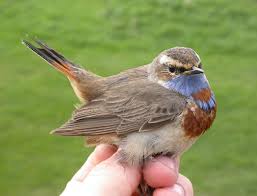 Attēlu rezultāti vaicājumam “Luscinia svecica adult”