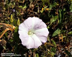 Attēlu rezultāti vaicājumam “Calystegia sepium”