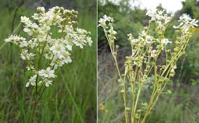 Attēlu rezultāti vaicājumam “Filipendula vulgaris bud”