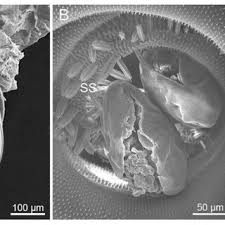 Attēlu rezultāti vaicājumam “Protoschinia scutosa”
