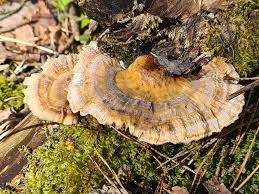 Attēlu rezultāti vaicājumam “Claustria didermoides”