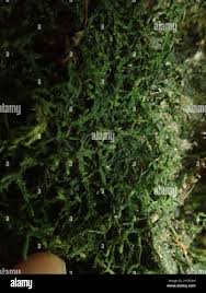 Attēlu rezultāti vaicājumam “Porella cordaeana”