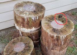 Attēlu rezultāti vaicājumam “Physarum diderma”