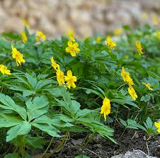 Image result for Buschwindröschen