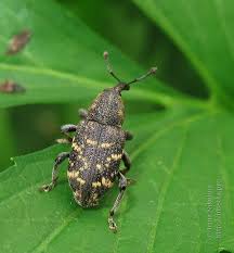 Attēlu rezultāti vaicājumam “Hylobius abietis”