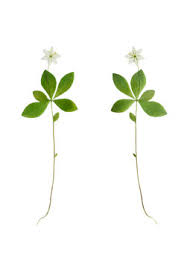 Attēlu rezultāti vaicājumam “Trientalis europaea leaf”