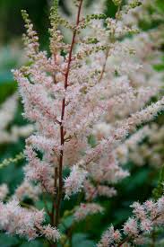 Attēlu rezultāti vaicājumam “Astilbe chinensis flower”