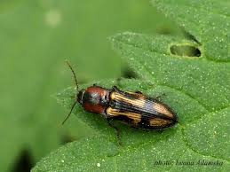 Attēlu rezultāti vaicājumam “Selatosomus cruciatus”