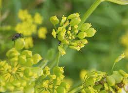 Attēlu rezultāti vaicājumam “Pastinaca sativa subsp. sylvestris fruit”