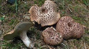 Attēlu rezultāti vaicājumam “Sarcodon imbricatum”