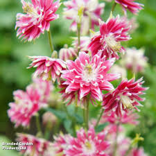 Image result for Aquilegia vulgaris `Nora Barlow`