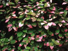 Attēlu rezultāti vaicājumam “Actinidia kolomikta”