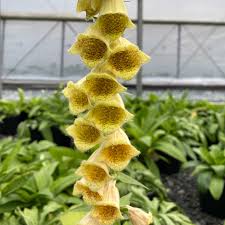 Image result for Digitalis grandiflora