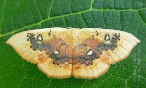 Attēlu rezultāti vaicājumam “Cyclophora pendularia”