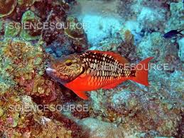 Image result for Sparisoma viride