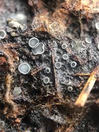 Attēlu rezultāti vaicājumam “Mollisia cinerea”