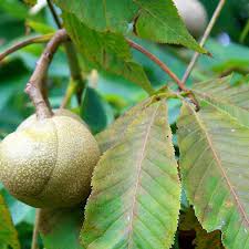 Attēlu rezultāti vaicājumam “Aesculus flava fruit”