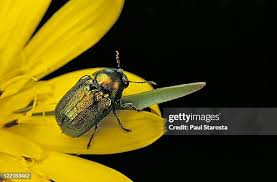 Attēlu rezultāti vaicājumam “Cryptocephalus aureolus, Cryptocephalus sericeus”