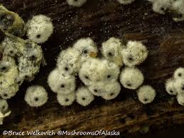 Attēlu rezultāti vaicājumam “Lasiosphaeria ovina spores”