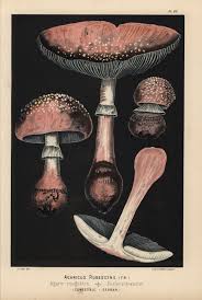 Attēlu rezultāti vaicājumam “Amanita rubescens”