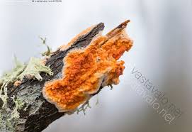 Attēlu rezultāti vaicājumam “Peniophora laurentii”