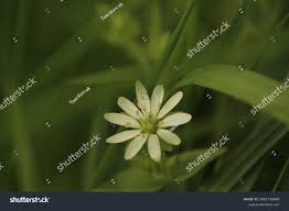 Attēlu rezultāti vaicājumam “Stellaria nemorum flower”