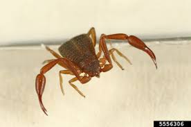 Attēlu rezultāti vaicājumam “Chelifer cancroides”