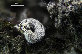 Attēlu rezultāti vaicājumam “Badhamiopsis praetermissa macro”