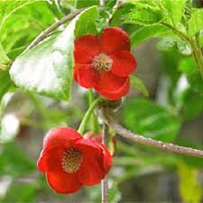 Attēlu rezultāti vaicājumam “Schisandra chinensis flower”