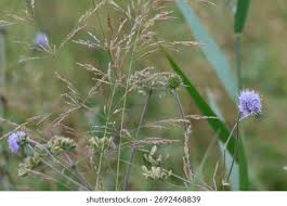 Attēlu rezultāti vaicājumam “Succisa pratensis bud”