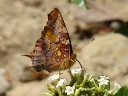 Attēlu rezultāti vaicājumam “Hoplia parvula imago”