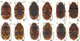 Attēlu rezultāti vaicājumam “Nitidulidae”