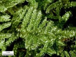 Attēlu rezultāti vaicājumam “Hypnum”