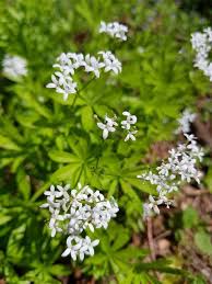 Image result for Galium odoratum