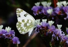 Attēlu rezultāti vaicājumam “Pontia edusa upperside”