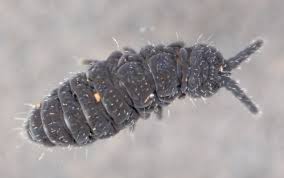 Attēlu rezultāti vaicājumam “Hypogastrura sp.”