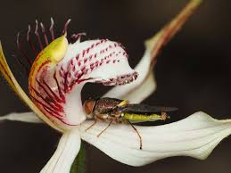 Attēlu rezultāti vaicājumam “Clitellaria ephippium”