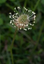 Attēlu rezultāti vaicājumam “Plantago lanceolata flower”