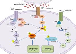 Image result for seotonie