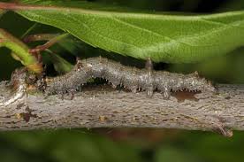 Attēlu rezultāti vaicājumam “Catocala fulminea”