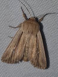 Attēlu rezultāti vaicājumam “Leucania comma”