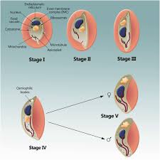 Attēlu rezultāti vaicājumam “Enteridium variabile plasmodium”