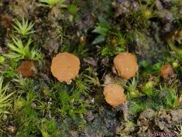 Attēlu rezultāti vaicājumam “Octospora humosa”