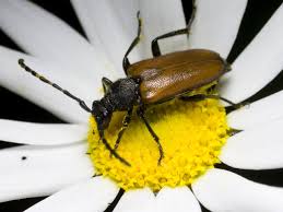 Attēlu rezultāti vaicājumam “Paracorymbia maculicornis”