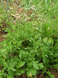 Attēlu rezultāti vaicājumam “Raphanus raphanistrum”